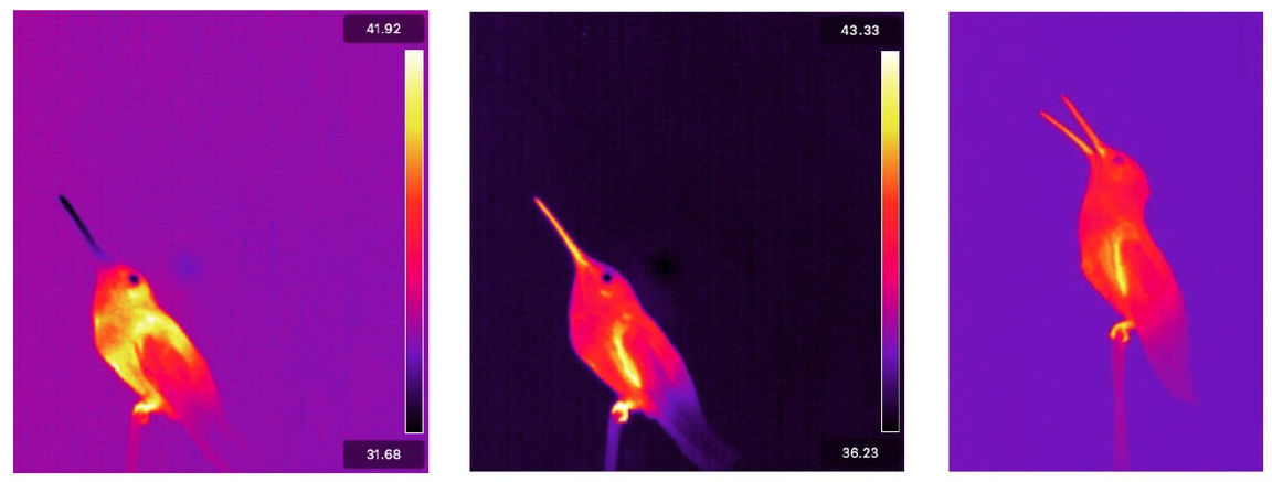 thermal imaging of ANHU