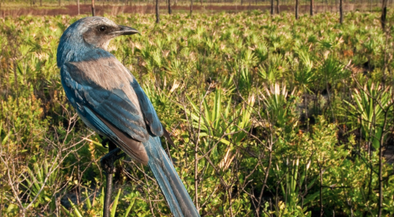 florida scrub-jay